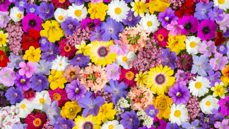 Explore the Diverse World of Types of Flowers types of flowers