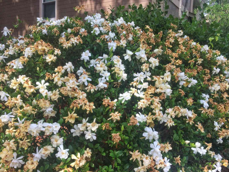 Everything You Need to Know About Gardenia: The Fragrant Delight of Every Garden gardenia